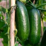 Organic Cucumber Persika