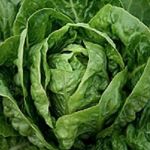 Cos Lettuce Little Gem Organic Seeds