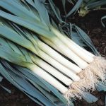Organic Leek Blue Green Winter Avano