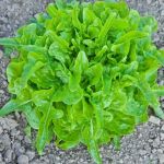 Organic Lettuce Till Seeds