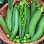 Organic Pea Kelvedon Wonder