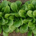 Organic Cornsalad Elan