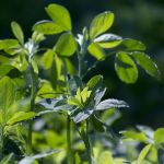 Medicago Sativa Seed