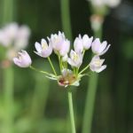 Small white alliums