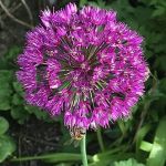 tall purple flower heads
