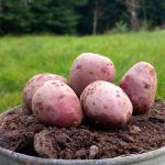 Alouette seed potatoes