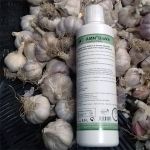 GARLIC CONCENTRATE