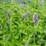 Organic Anise Hyssop Seeds