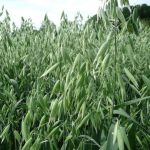 apollon organic oats