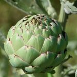 Artichoke 'Imperial Star'