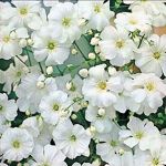 babys breath