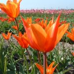organic tulip bulbs ballerina