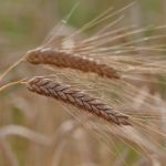 Naked Barley
