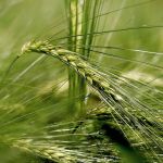 Organic Westminster Barley Seed