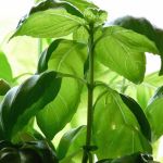 Organic Basil Large Leaved