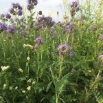 grow your own bee meadow