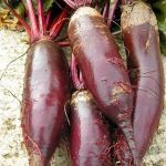 Beetroot 'Foniro'
Organic Beetroot
