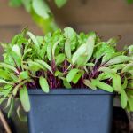 organic beetroot seed for sprouting
