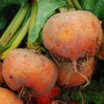 Beetroot 'Golden'