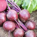 Beetroot Certified Organic Seeds
