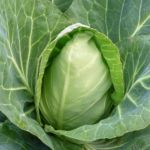Organic Berns Early Cabbage Seeds