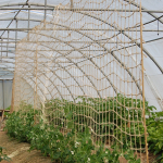 Jute Biodegradable Pea Trellis