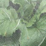 Cabbage Fly Netting