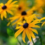 Organic Rudbeckia hirta Seeds