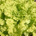 Lettuce 'Black Seeded Simpson'
