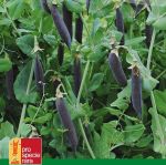 Pea 'Blauwschokker'
