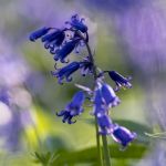 Hyacinthoides non-scripta Native Irish Bluebell Bulbs