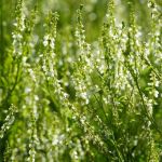 Organic Bokhara Clover Seed