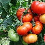 Tomato 'Brandywine'