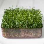 organic broccoli calabrese seeds for sprouting