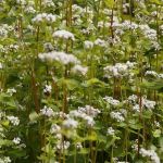 Buckwheat Summer green manure