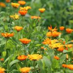 Calendula flowers