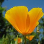 Eschscholzia californica