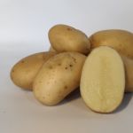 Cammeo Organic Blight Resistant Seed Potatoes