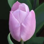 lilac tulip, organic