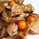 Cape Gooseberry 'Schönbrunner Gold'