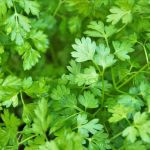 Chervil Organic Seeds