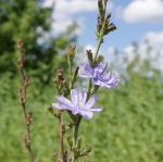 pasture herbs