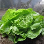 Organic Butterhead Lettuce Lucinde seeds