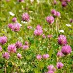 Trifolium pratense