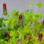 Organic crimson clover