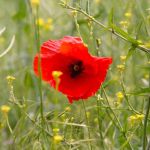 Poppy