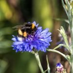 organic cornflower seeds
