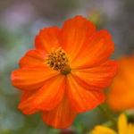 Organic Orange Cosmos Seeds