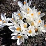 Organic Crocus Jeanne d'Arc