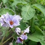 Copper based foliar fungicide curenox